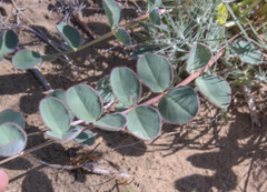 Astragalus flexus