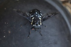 Triclista guttata