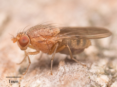 Minettia flaveola