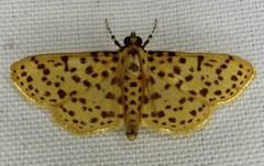 Polygrammodes eleuata