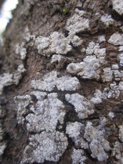 Image of Sigridea californica