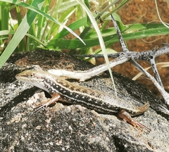 Trachylepis