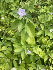 Vinca difformis difformis