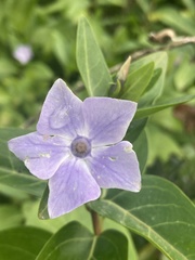 Vinca difformis difformis