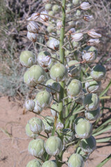 Eremurus anisopterus