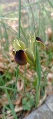 Iris tuberosa