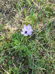 Anemone coronaria