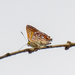 Hypochrysops piceatus - Photo (c) Louis Backstrom, alguns direitos reservados (CC BY-NC), uploaded by Louis Backstrom