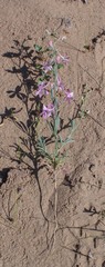 Delphinium camptocarpum