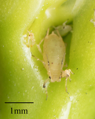 Aphidoidea