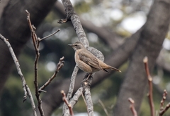Turdus naumanni