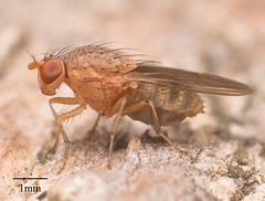 Minettia flaveola