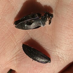 Carabus