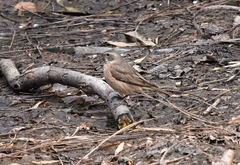Turdus naumanni
