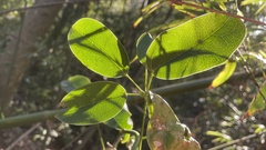 Stauntonia hexaphylla