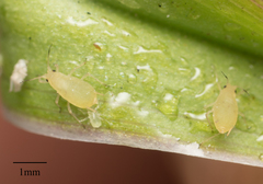 Aphidoidea