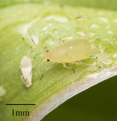 Aphidoidea