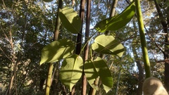 Stauntonia hexaphylla