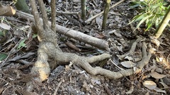 Stauntonia hexaphylla