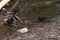 Turdus mandarinus