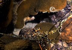 Panulirus guttatus