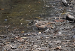 Turdus naumanni