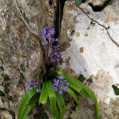 Scilla subnivalis