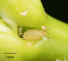 Aphidoidea
