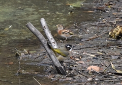 Fringilla montifringilla