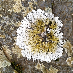 Parmelina tiliacea