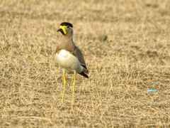 Vanellus malabaricus