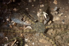 Macrophiothrix