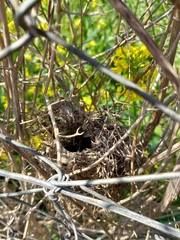 Prinia gracilis