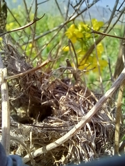 Prinia gracilis