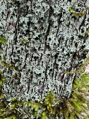 Bacidia schweinitzii