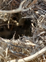 Prinia gracilis