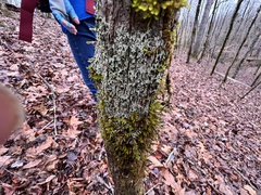 Bacidia schweinitzii