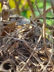 Prinia gracilis