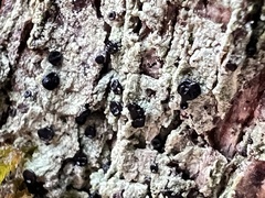 Bacidia schweinitzii