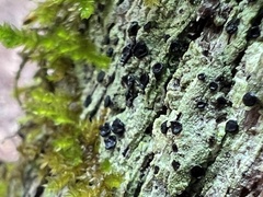 Bacidia schweinitzii