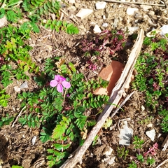 Erodium acaule