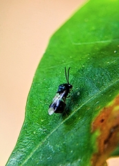 Eucharitinae