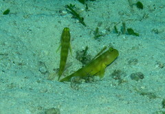 Cryptocentrus fasciatus