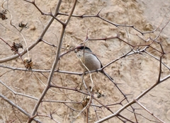 Aegithalos glaucogularis