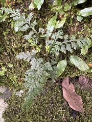 Asplenium ritoense