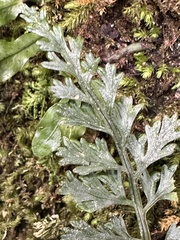 Asplenium ritoense