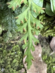 Asplenium ritoense