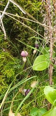 Arisarum simorrhinum