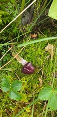 Arisarum simorrhinum