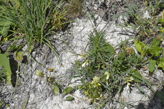 Onosma simplicissima